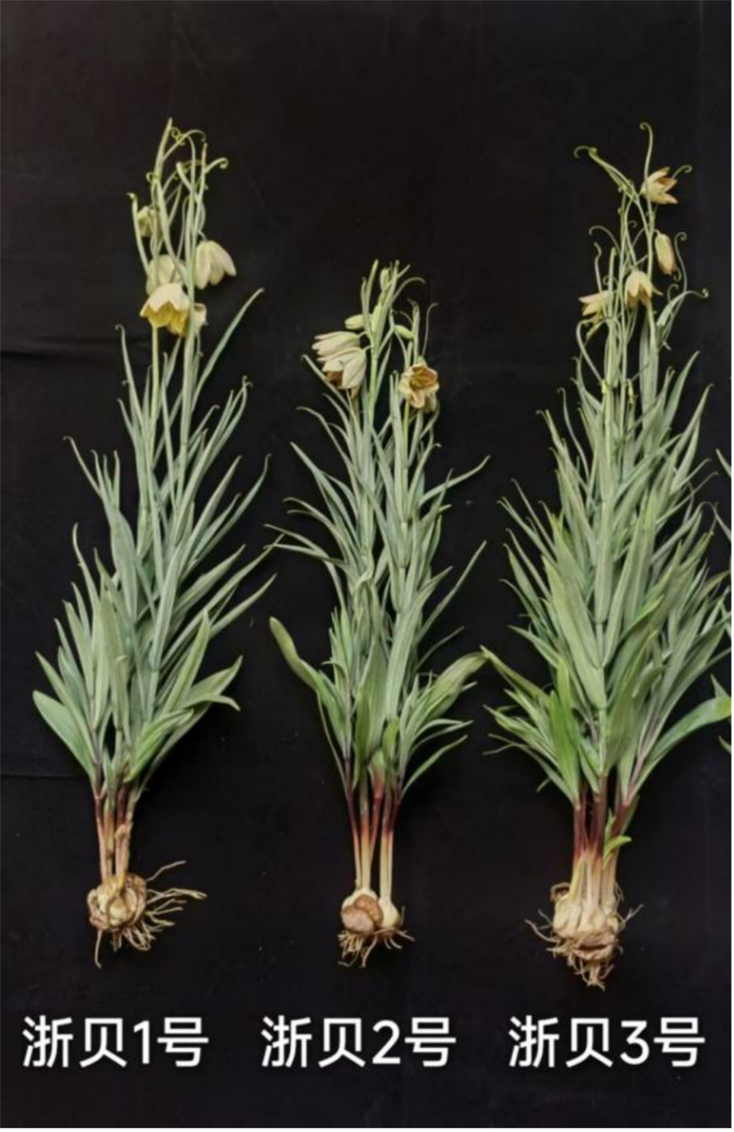 “泥土味”里长出“科技范”！浙江万里学院三项农业“硬核”成果入选省主导名录