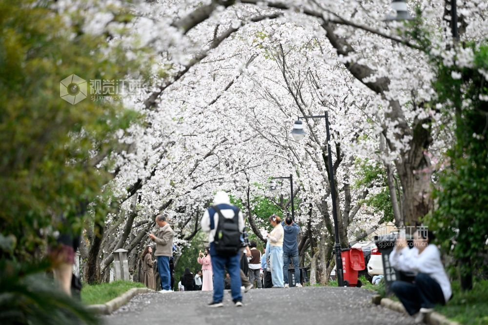 3月30日，江西省林科院千株樱花盛放，粉白花海如云似雪。市民游客漫步花下，打卡春日美景，在樱花雨中尽享南昌春日浪漫。