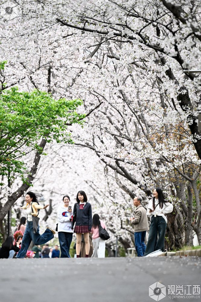 3月30日，江西省林科院千株樱花盛放，粉白花海如云似雪。市民游客漫步花下，打卡春日美景，在樱花雨中尽享南昌春日浪漫。