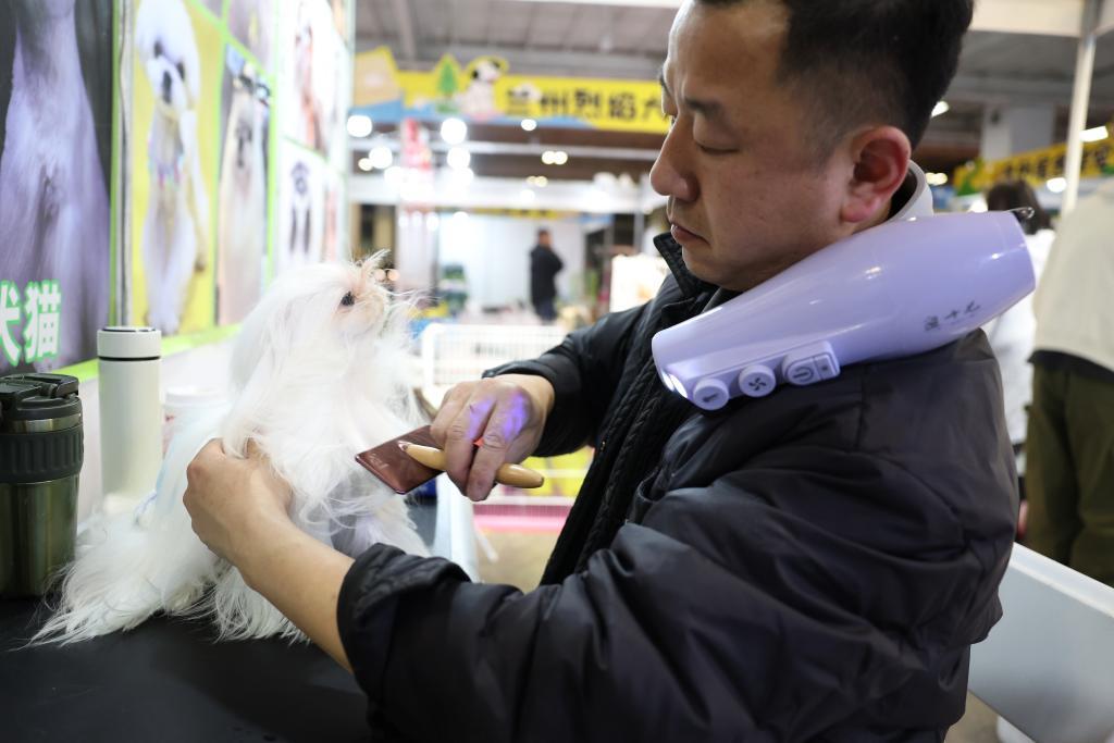 3月27日，宠物美容师在2026西部宠物展兰州展上为宠物犬梳理毛发。新华社记者　陈斌　摄