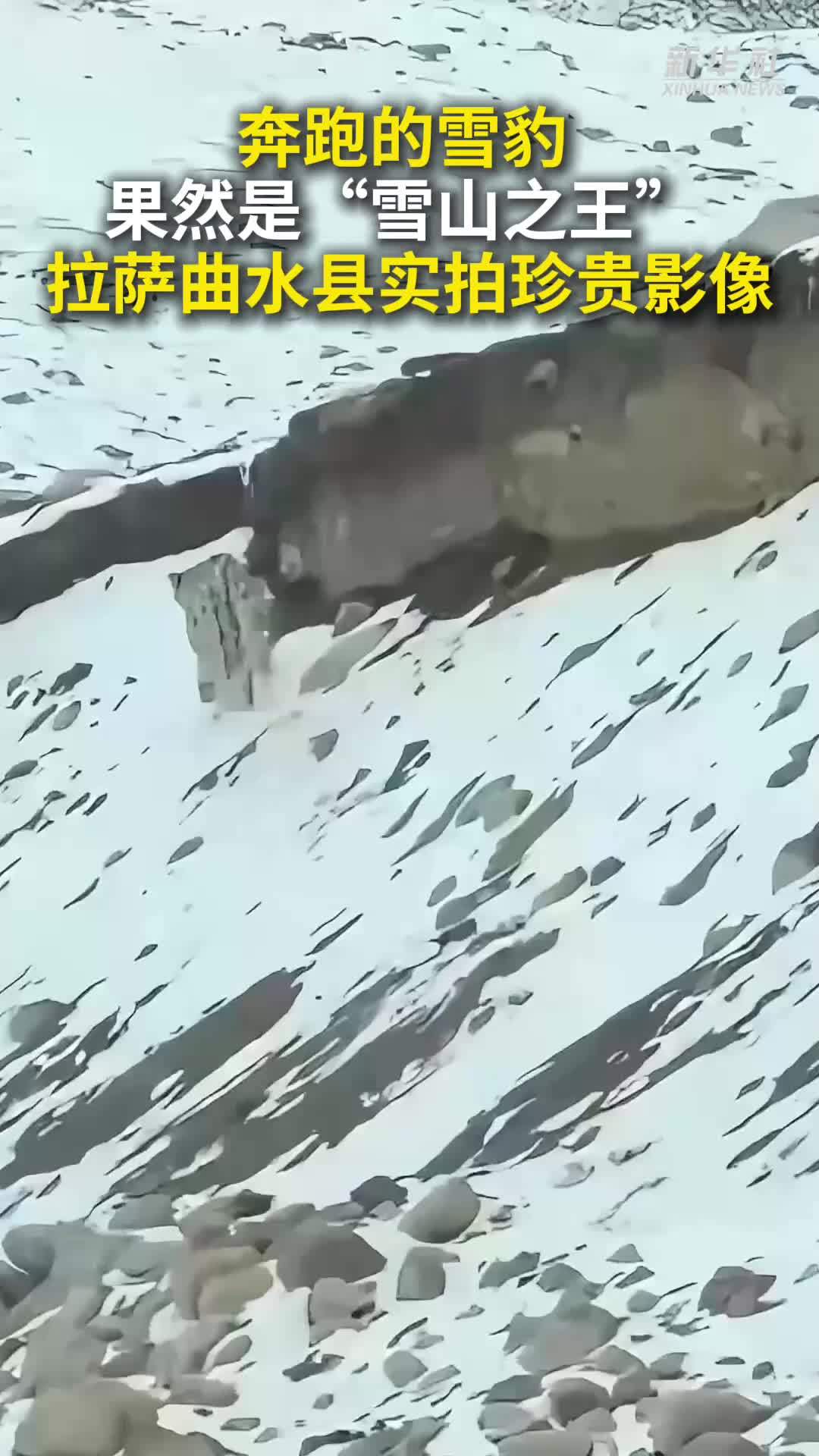 秀我中国｜来看“雪山之王”雪豹珍贵影像