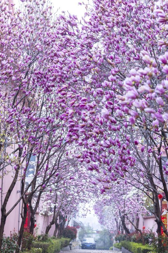 紫玉兰裹着枝桠漫成粉紫云廊,嫩蕊挤挨成簇。单英 摄