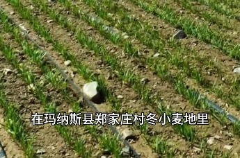 智慧“耕新” 天山南北沃野欢歌