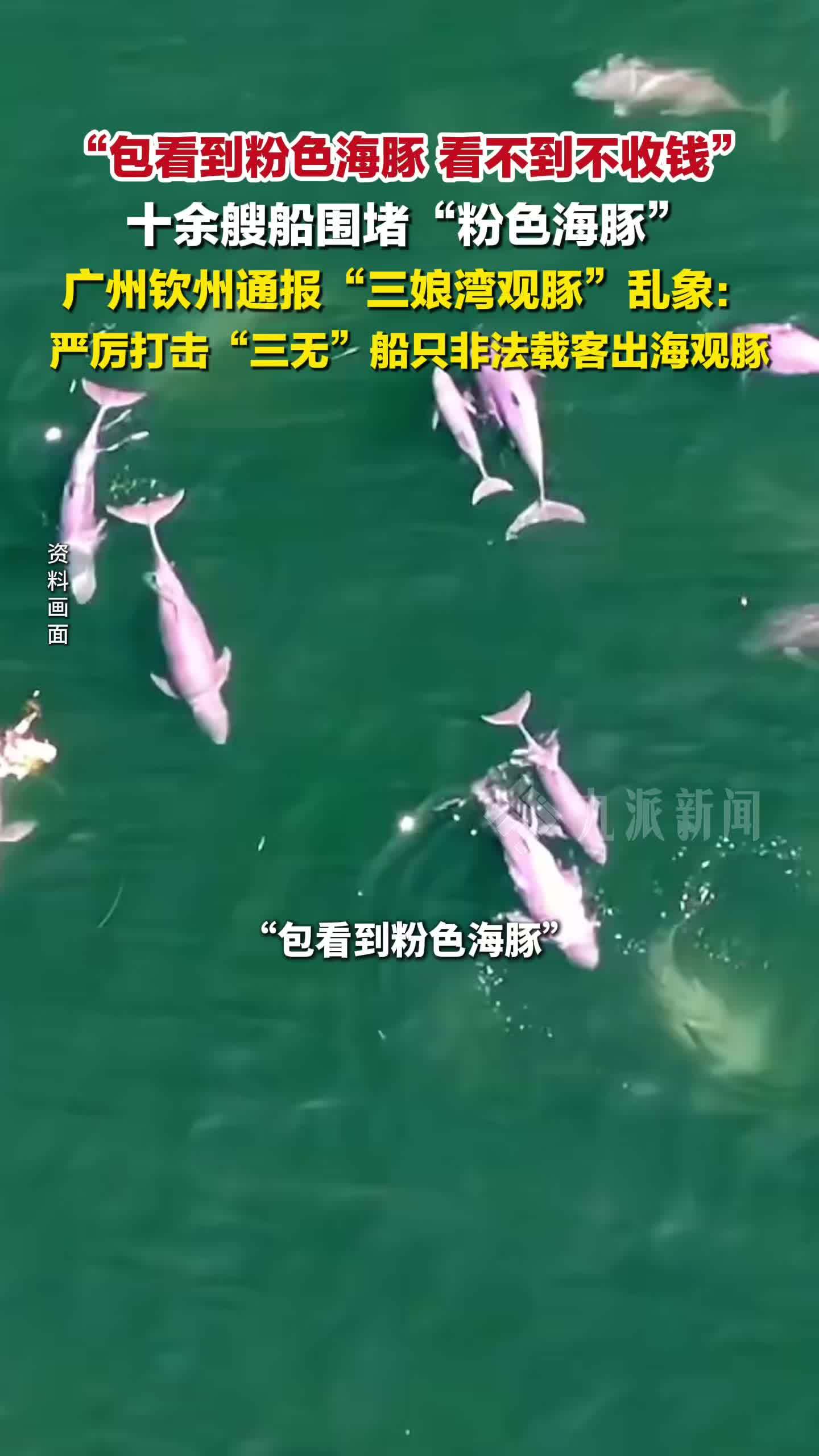 广州钦州通报三娘湾观豚乱象：严厉打击“三无”船只非法载客观豚