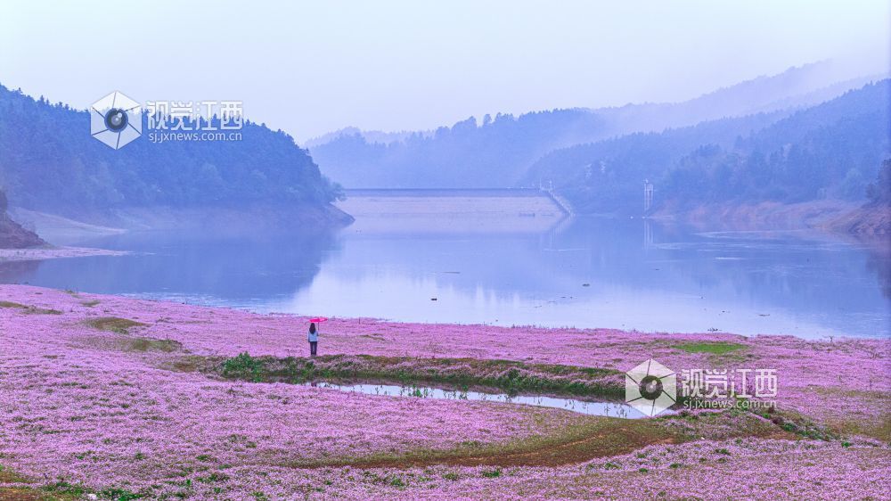 2026年3月28日在江西省吉安市新干县溧江镇培山水库拍摄的画面。