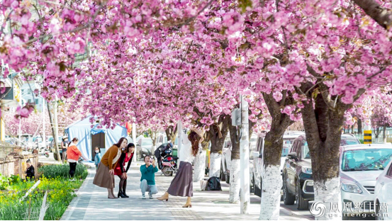 樱花烂漫盛放，为两当披上一袭温柔粉衫。陇南市文化广电和旅游局供图