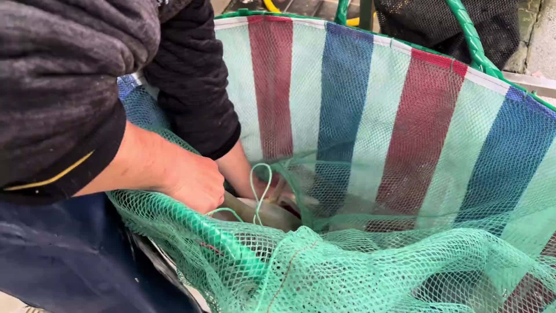 白鲢简直就是为了鱼生而诞生的，煎煮太腥了，做鱼生反而脆甜爽口