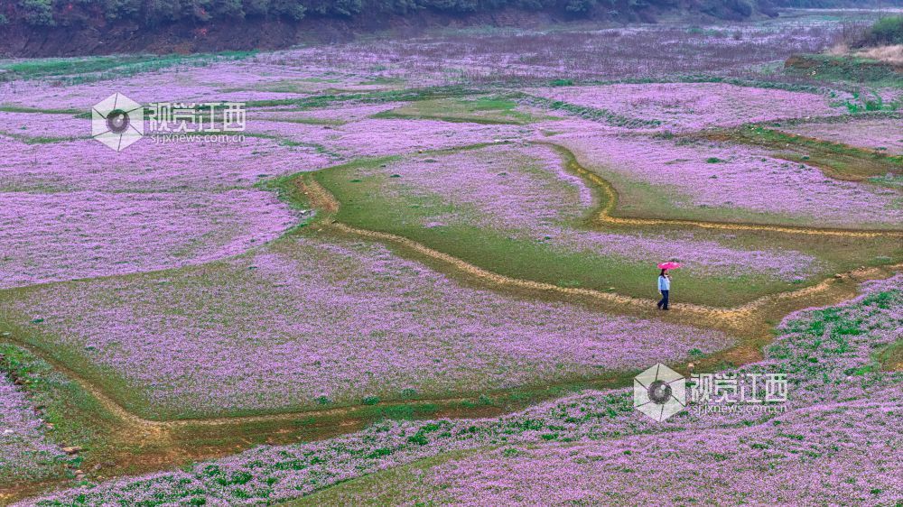 2026年3月28日在江西省吉安市新干县溧江镇培山水库拍摄的画面。