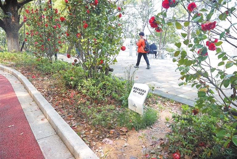 九江甘棠公园景区草地因少数游客反复踩踏 刺眼“斑秃”“伤”风景