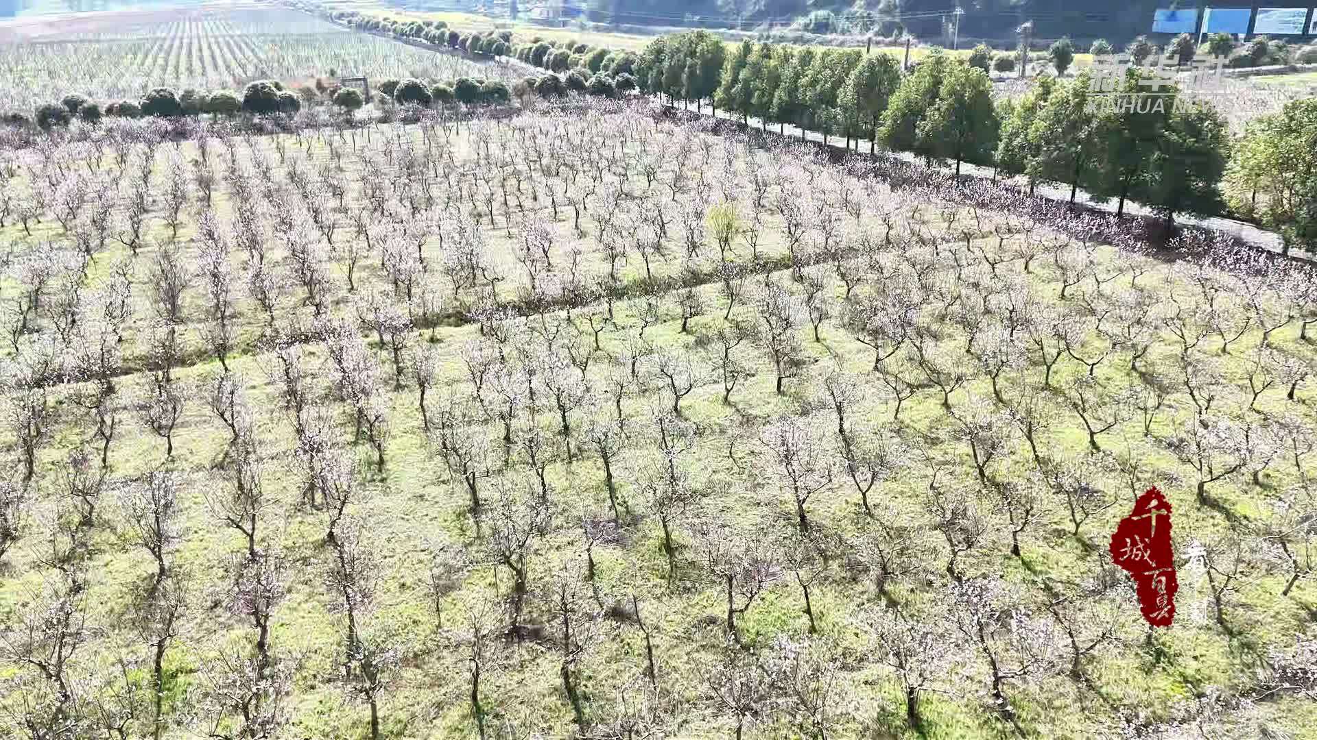 千城百县看中国｜湖南隆回：桃花开带动乡村游