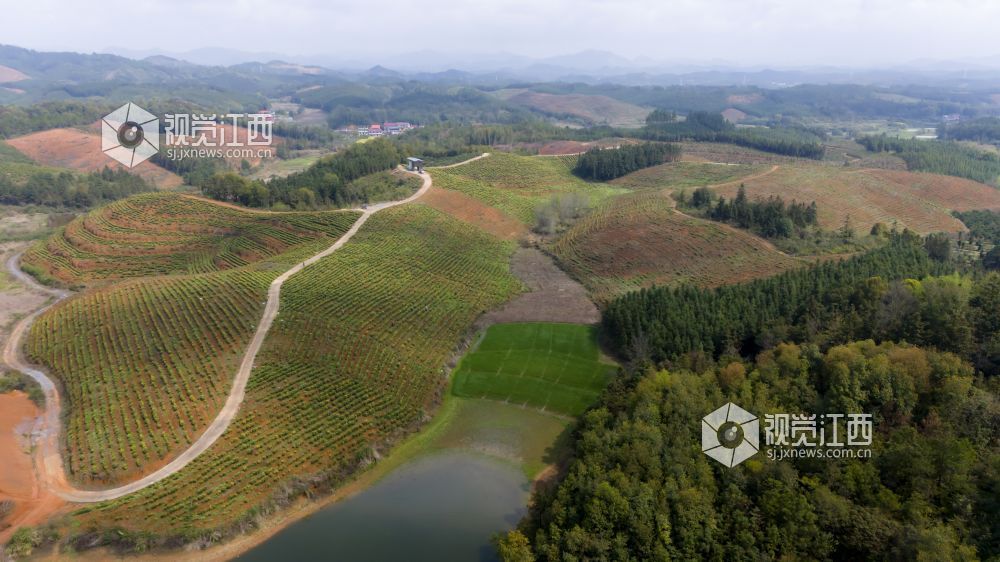 江西分宜：黄茶采摘忙（图）