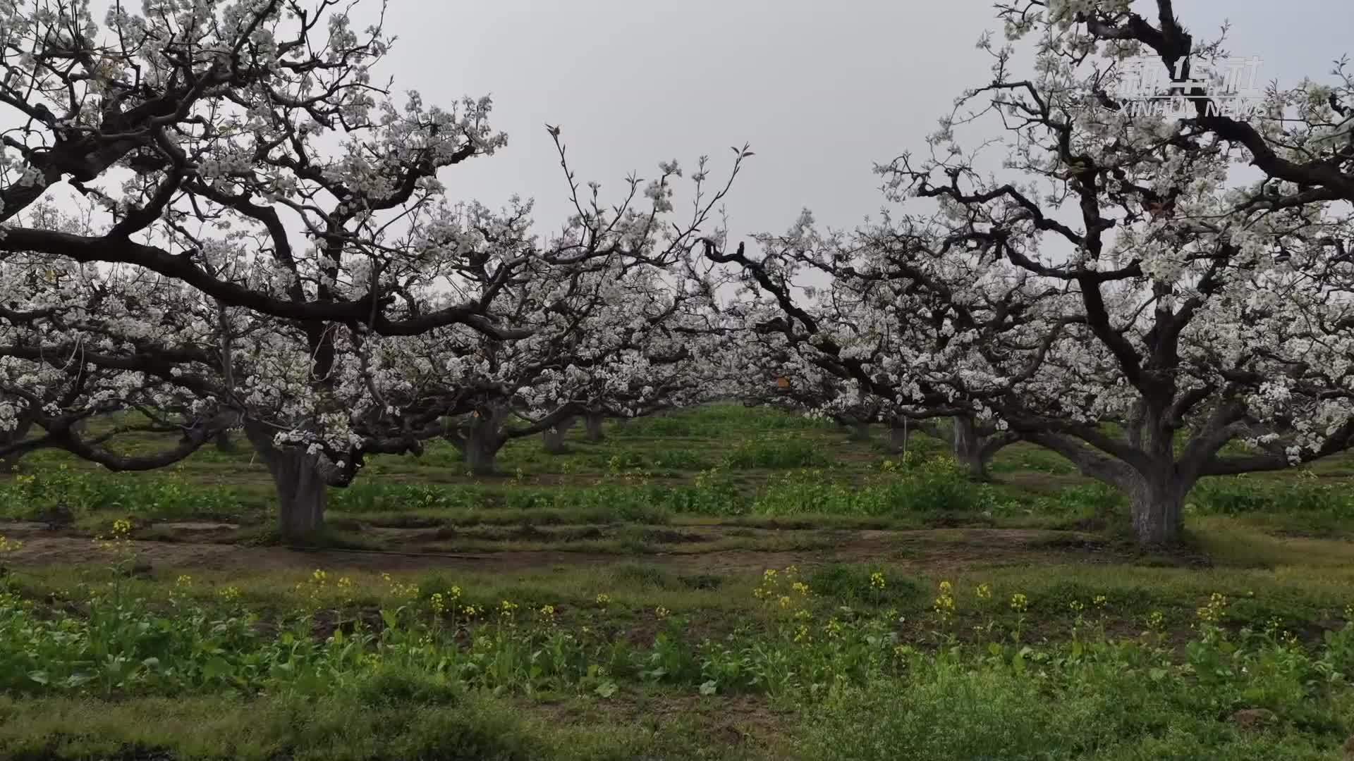 安徽砀山：一树梨花 满园春色