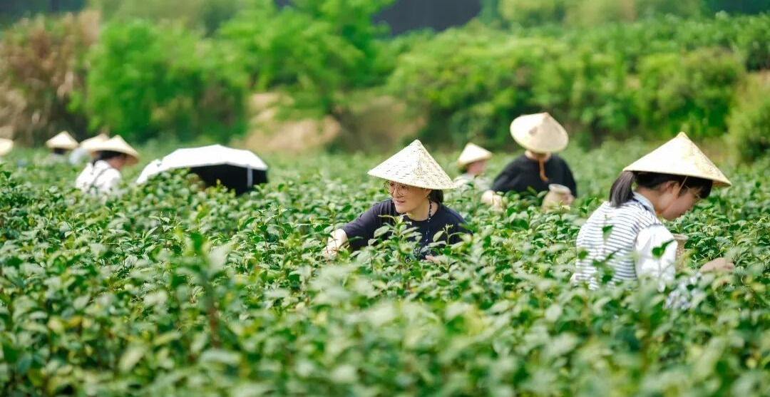 春天就要“趣”茶山