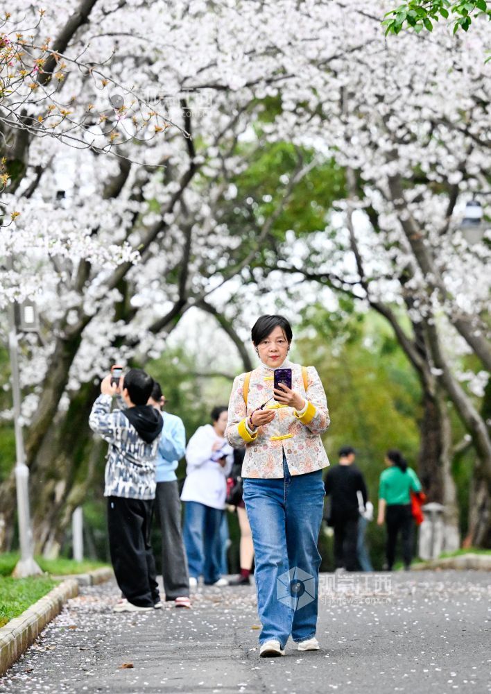 3月30日，江西省林科院千株樱花盛放，粉白花海如云似雪。市民游客漫步花下，打卡春日美景，在樱花雨中尽享南昌春日浪漫。