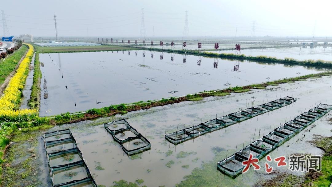 稻虾乡里乡村振兴产业融合示范基地 朱志应摄