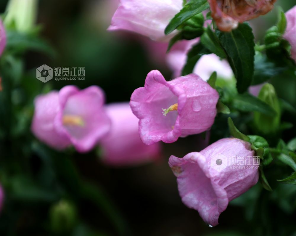 江西分宜：串串风铃映街巷 满城清新入画来（图）