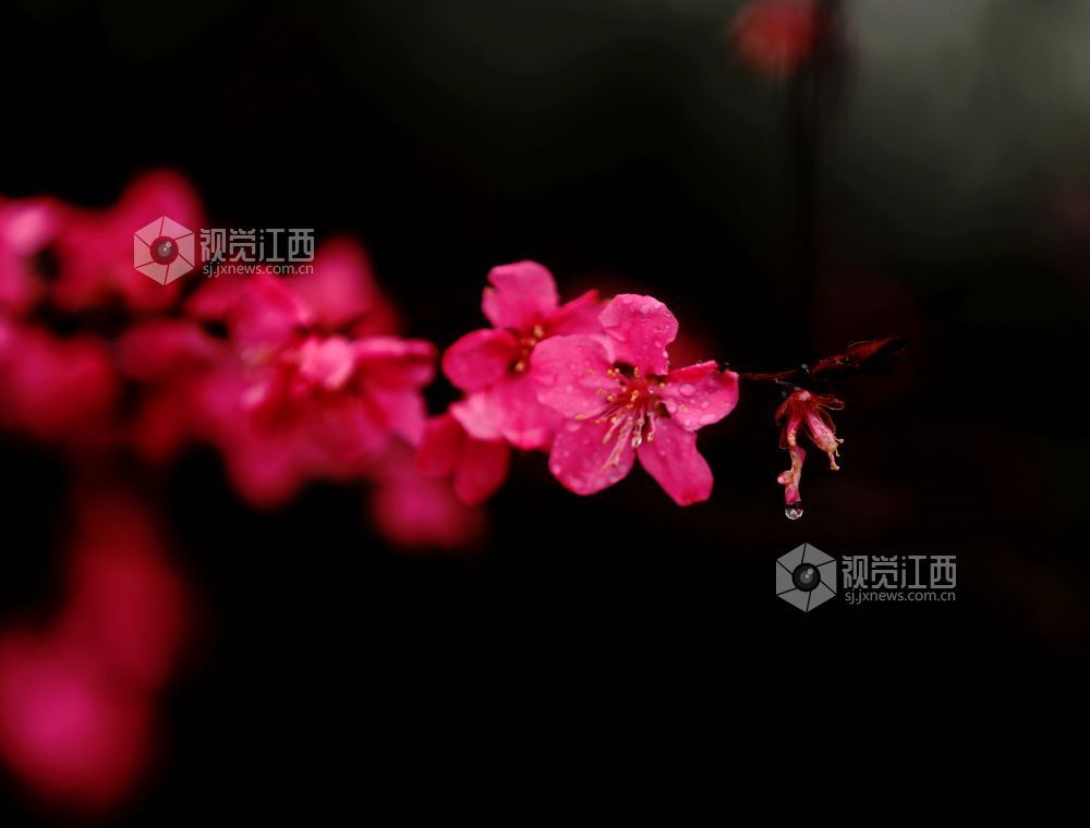 江西分宜：碧桃花开春色美（图）