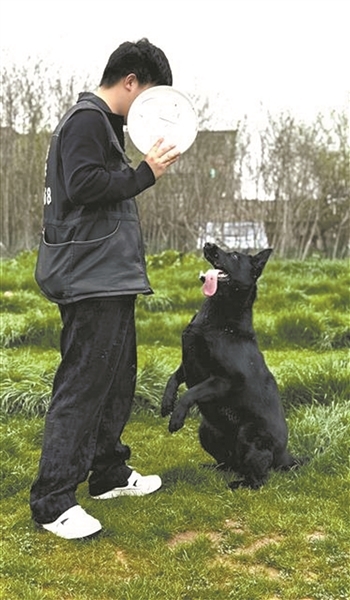 训导员训练德牧听从指令