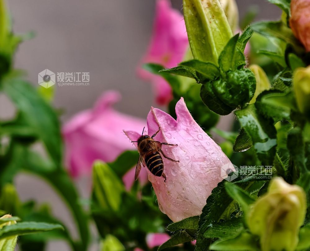 江西分宜：串串风铃映街巷 满城清新入画来（图）