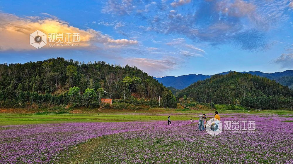 2026年4月1日,江西省宜春市袁州区彬江镇,天空多姿多彩的云霞与地上光影斑斓的红花相映成趣,美不胜收。