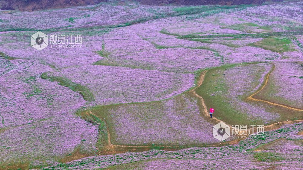 2026年3月28日在江西省吉安市新干县溧江镇培山水库拍摄的画面。