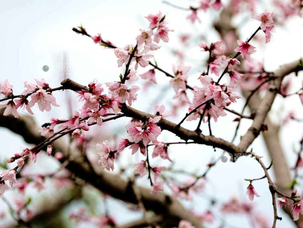 江西分宜:赏桃花 享春光(图)