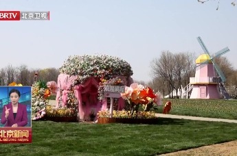 不负京华好春光丨北京郁金香文化节即将开幕