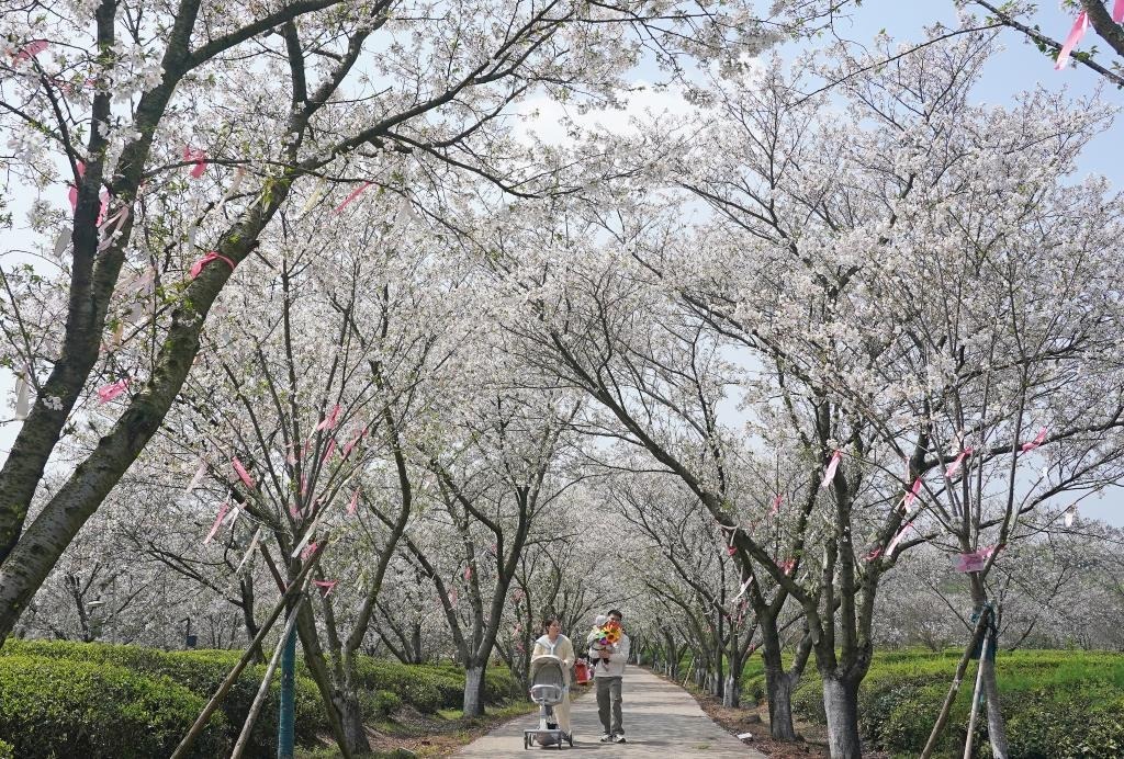 游人在江西省南昌县凤凰沟景区樱花谷观赏盛开的樱花（4月1日摄）。新华社记者 万象 摄