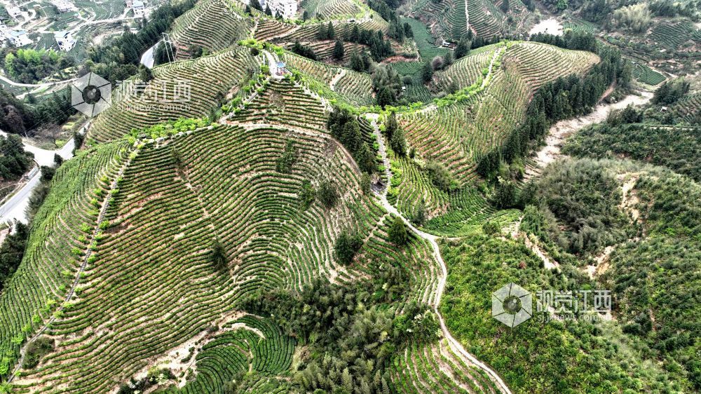 2026年4月2日,航拍视角下的江西省吉安市遂川县汤湖镇生态茶园如大地镌刻的指纹,层层叠叠的茶树沿丘陵山势蜿蜒铺展,大地在山峦间晕开绝美金波,与青山、步道、亭台相映成趣,铺展出一幅茶乡振兴的生态画卷。
