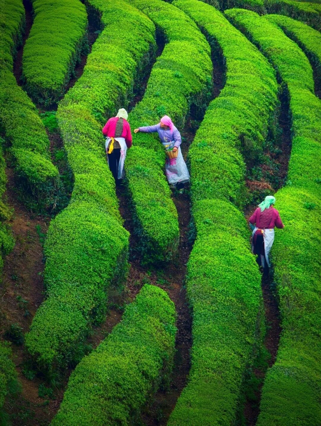 春天就要“趣”茶山！