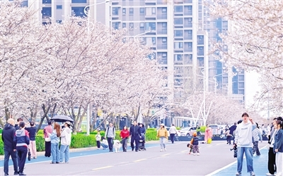 赣江新区万创科技城道路两旁樱花迎来盛花期