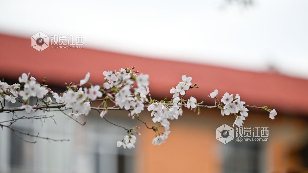 3月30日，江西省林科院千株樱花盛放，粉白花海如云似雪。市民游客漫步花下，打卡春日美景，在樱花雨中尽享南昌春日浪漫。