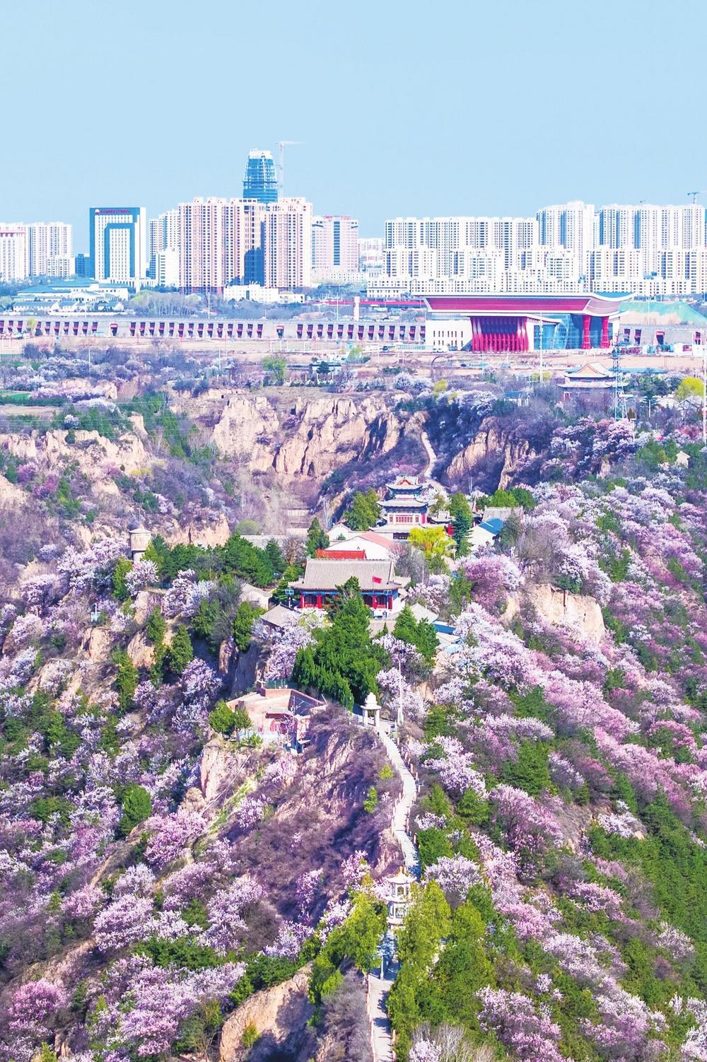 近日，庆阳市西峰区、镇原县、宁县等地杏花次第绽放，将黄土塬装点成浪漫花海。 新甘肃&middot;甘肃经济日报通讯员　陈飞　摄