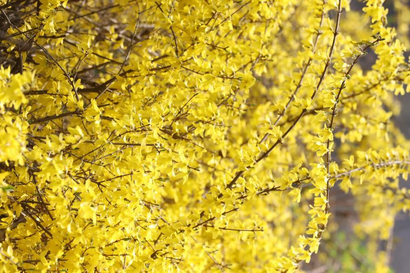 细枝如丝绦,缀满迎春的明黄。焦若航 摄