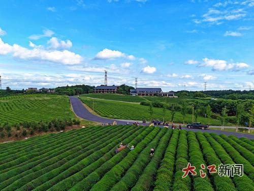 赣江新区茶园青翠碧绿。 大江网视觉江西袁骏摄