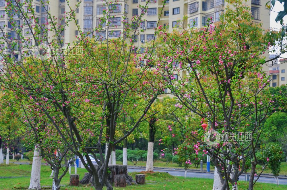 3月30日，江西省永新县沿江路上的新绿枝叶与繁花交相辉映，夹道成景。微风轻拂，花枝摇曳，道路宛如一条绚丽的花廊。