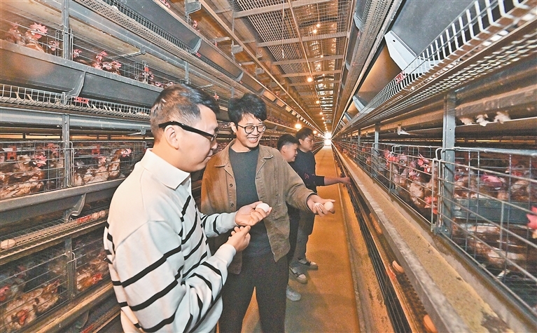 3月12日，赣州市赣县区韩坊镇长演村，赣州市力展农业有限公司总经理龚著海（左二）在智慧鸡舍中察看鸡群状况。
