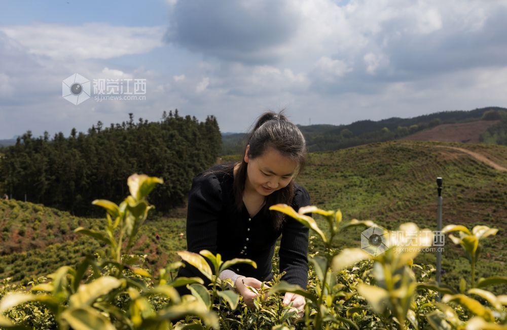 江西分宜：黄茶采摘忙（图）