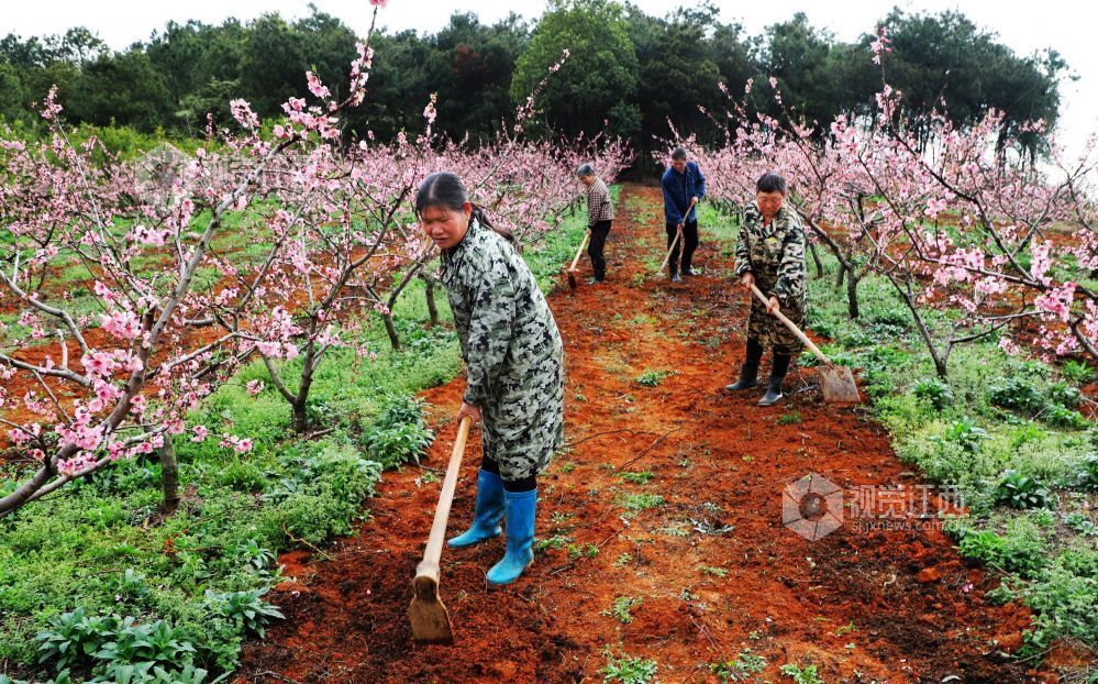 江西新余：桃花园里耕作忙（图）