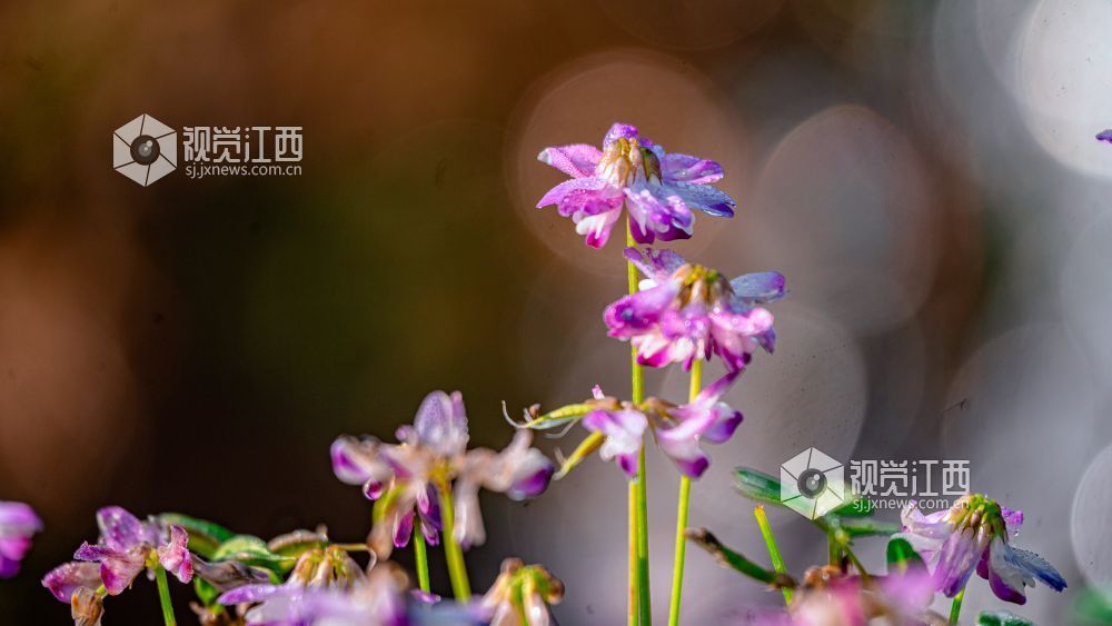 2026年4月1日在江西省吉安市新干县溧江镇培山水库拍摄的画面。