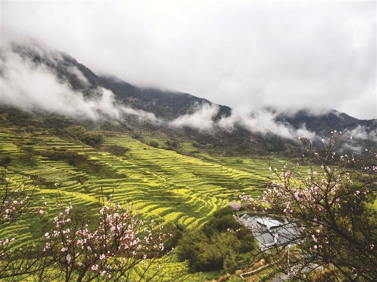 篁岭梯田油菜花盛开