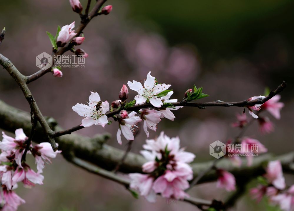 江西分宜:赏桃花 享春光(图)
