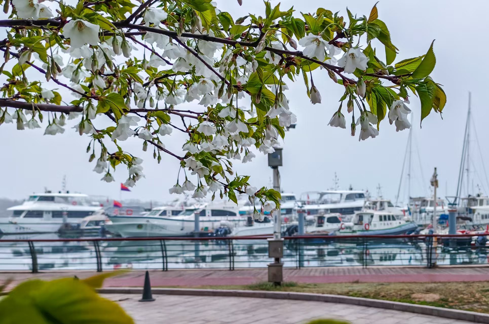 白樱似雪悬枝梢,嫩蕊轻垂。码头船影静卧,春的柔与海的闲,在这方天地轻揉成诗。叶连俊 摄