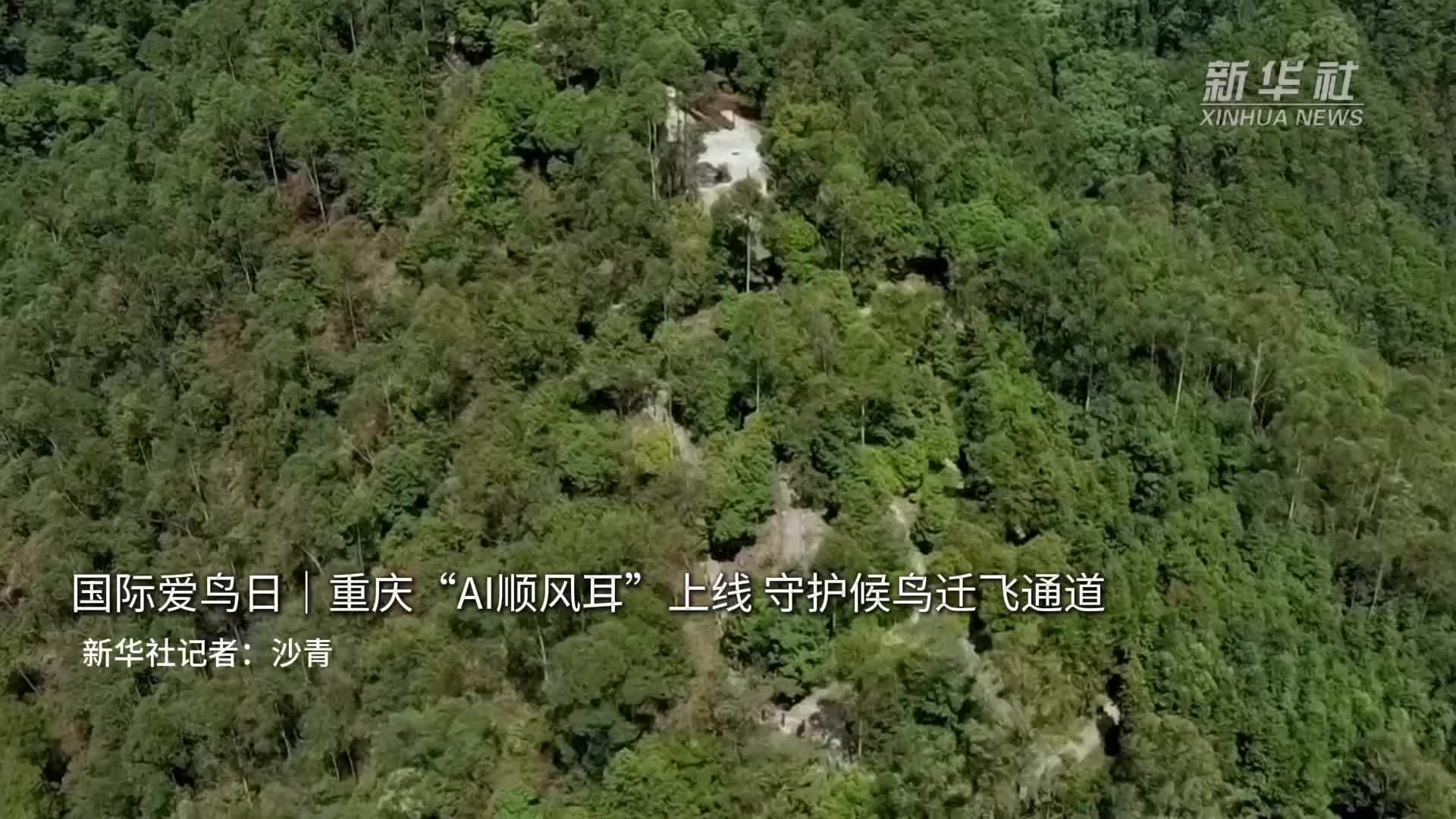 国际爱鸟日｜重庆“AI顺风耳”上线 守护候鸟迁飞通道
