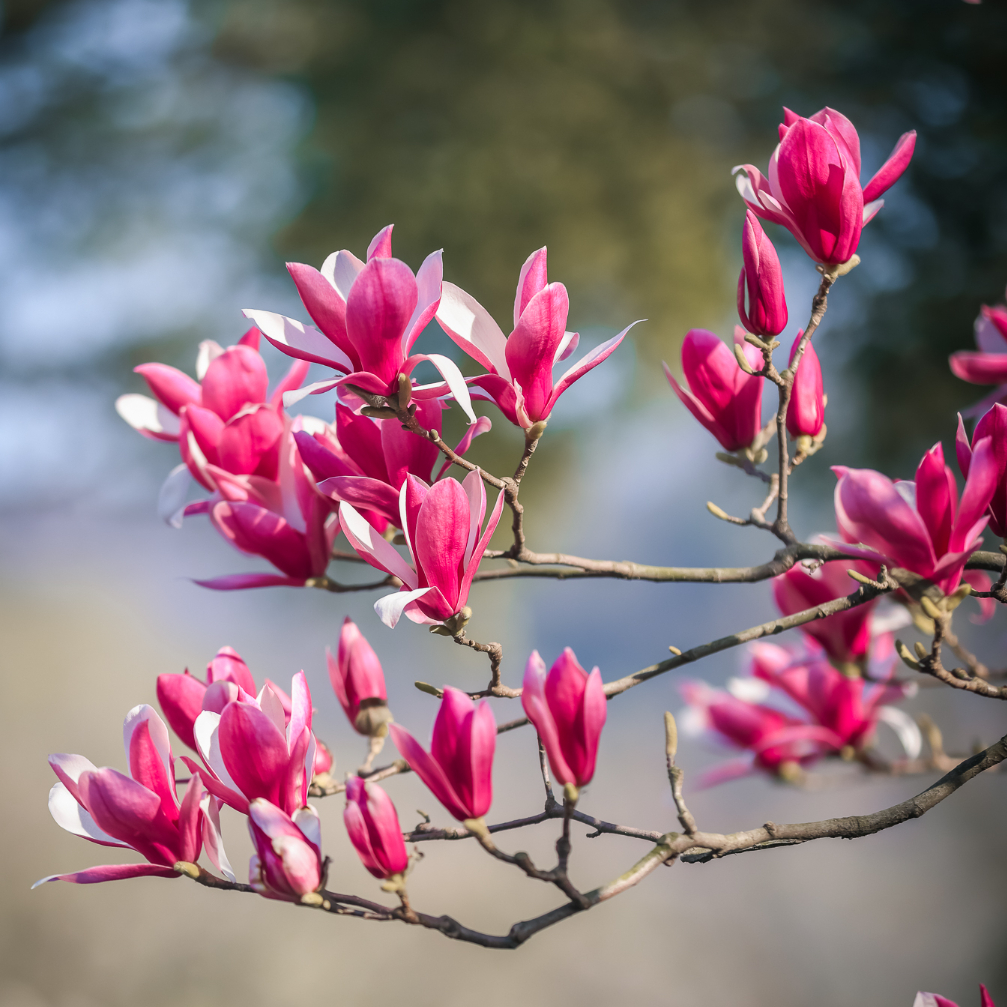 春假+清明必冲茅山！多样玩法尽享福气