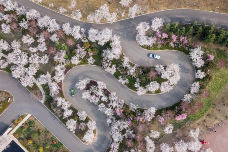 白鹭湾的樱花树矗立道路两旁,行车走过浪漫满怀。袁召勇 摄