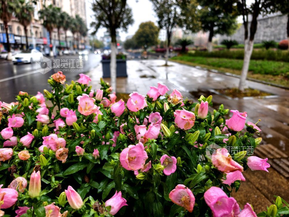 江西分宜：串串风铃映街巷 满城清新入画来（图）