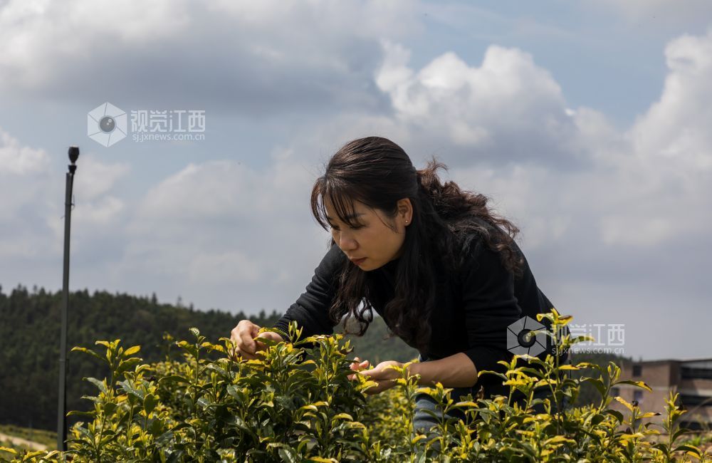 江西分宜：黄茶采摘忙（图）