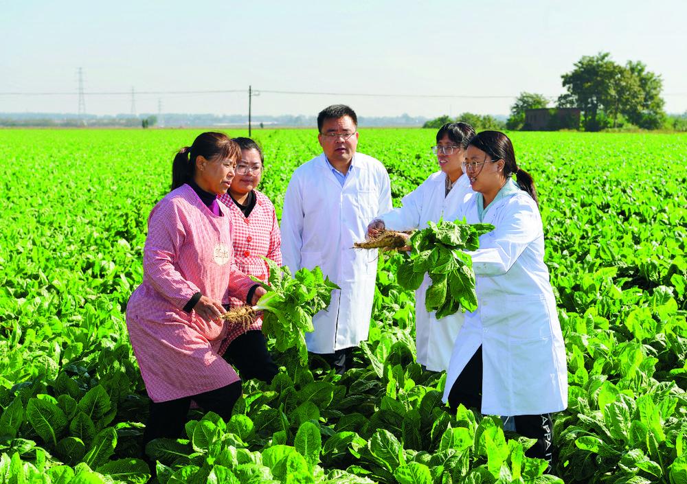 在石家庄市元氏县南因镇南因庄村的一片菊苣种植地里，农学专家们现场授课。（资料图片）