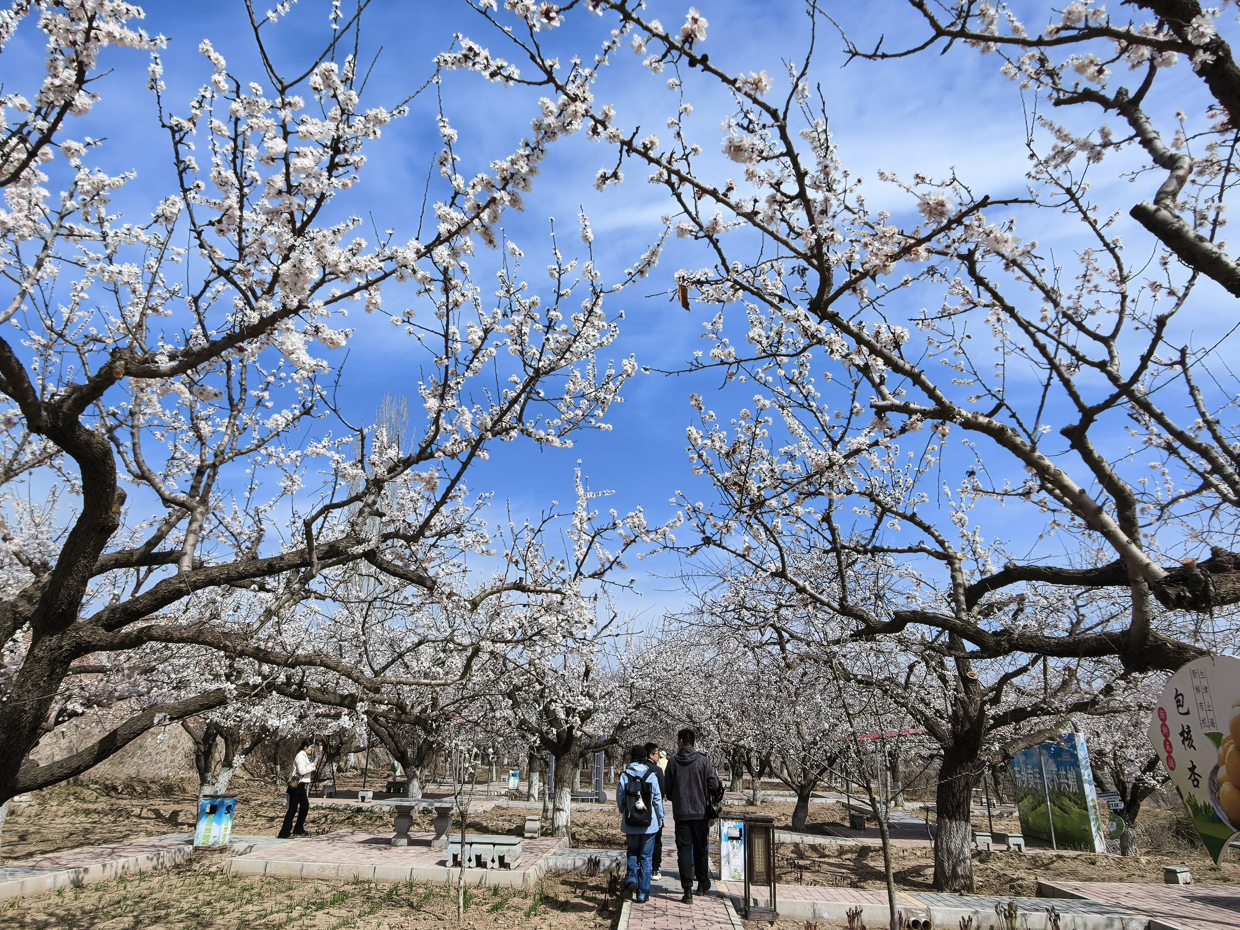 唐汪杏花开得正盛